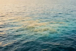 Unprecedented Marine Heatwave Reshapes North Pacific Climate Patterns - Professional coverage