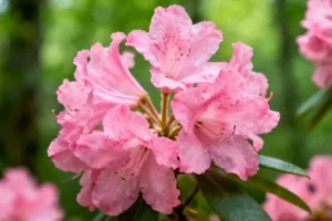 Decoding the Genetic Blueprint of a Rare Chinese Tree: A Leap in Conservation Genomics - Professional coverage