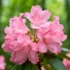 Decoding the Genetic Blueprint of a Rare Chinese Tree: A Leap in Conservation Genomics