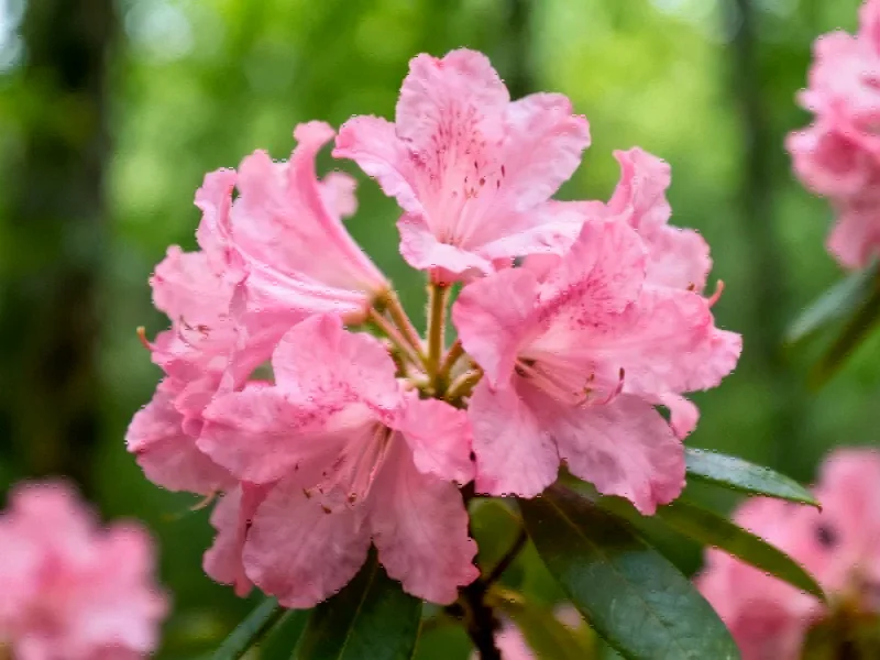 Decoding the Genetic Blueprint of a Rare Chinese Tree: A Leap in Conservation Genomics - Professional coverage