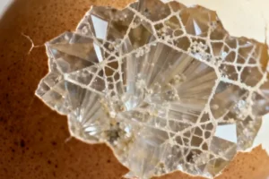 Pigeon Eggshells Inspire Next-Generation Industrial Materials Through Evolutionary Optimization - Professional coverage