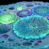 New measurement method visualizes chemical signals of individual cells